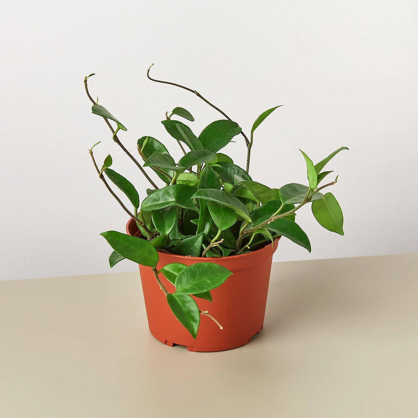 Hoya Carnosa, Small or Medium