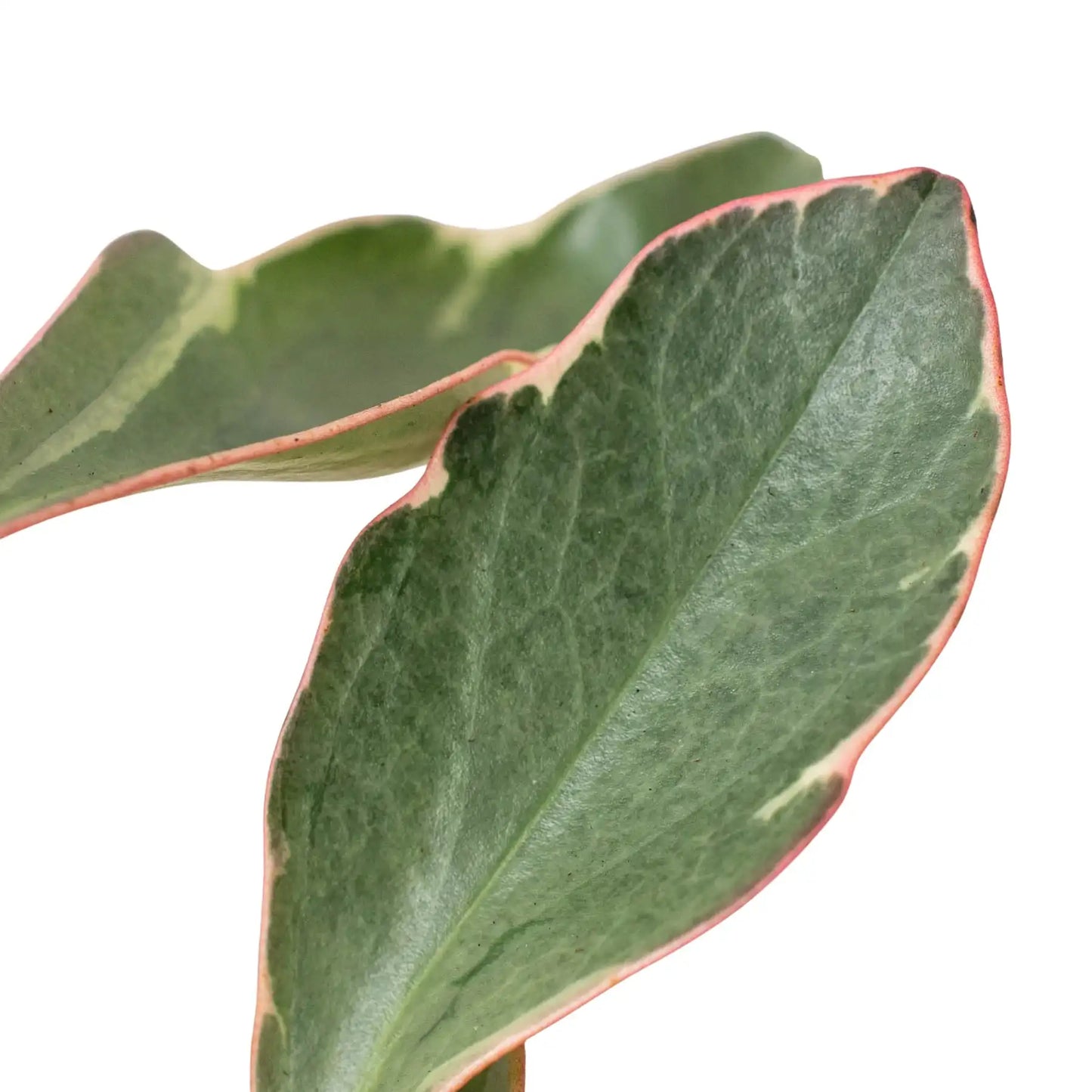 Peperomia 'Ginny', XS, Small, or Medium