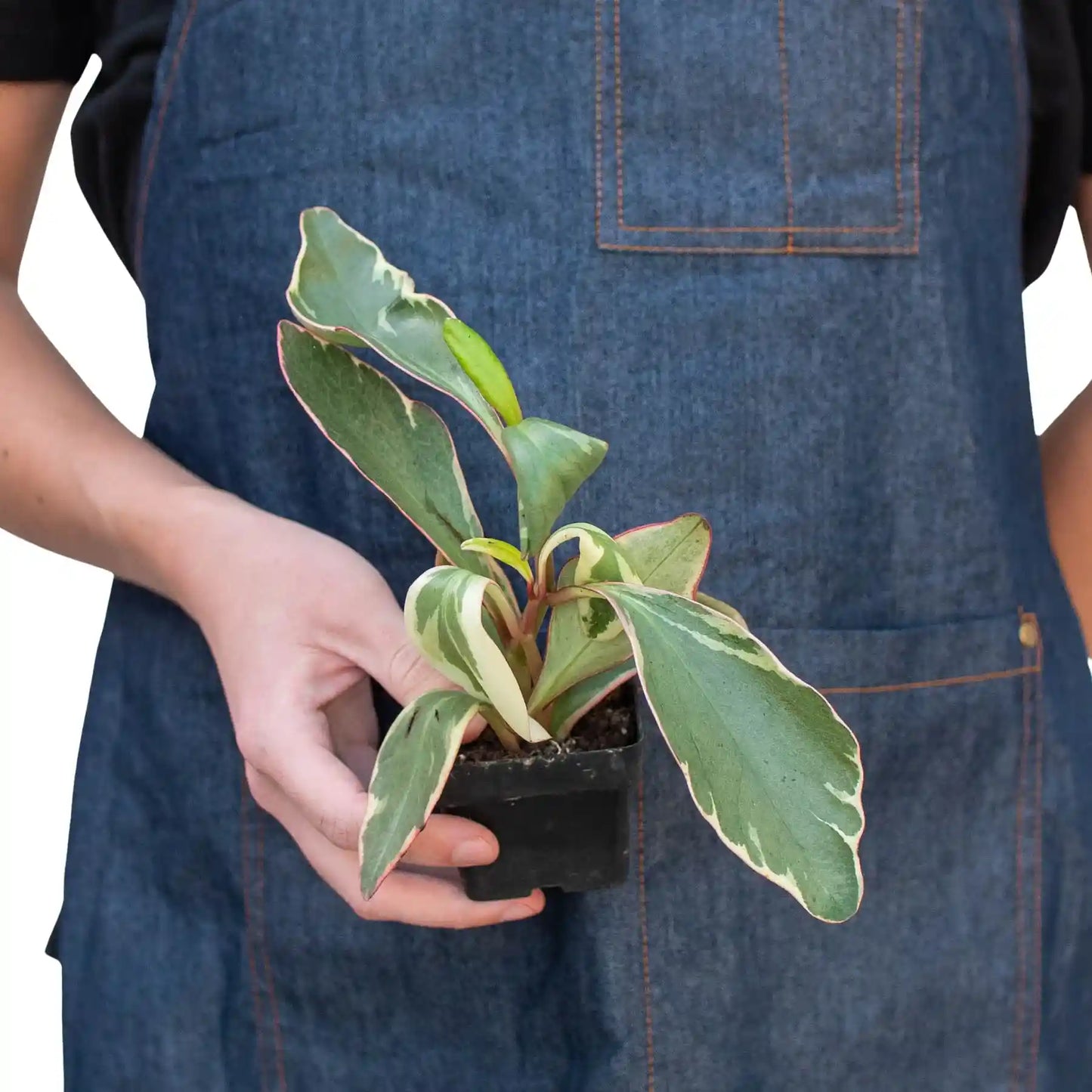 Peperomia 'Ginny', XS, Small, or Medium