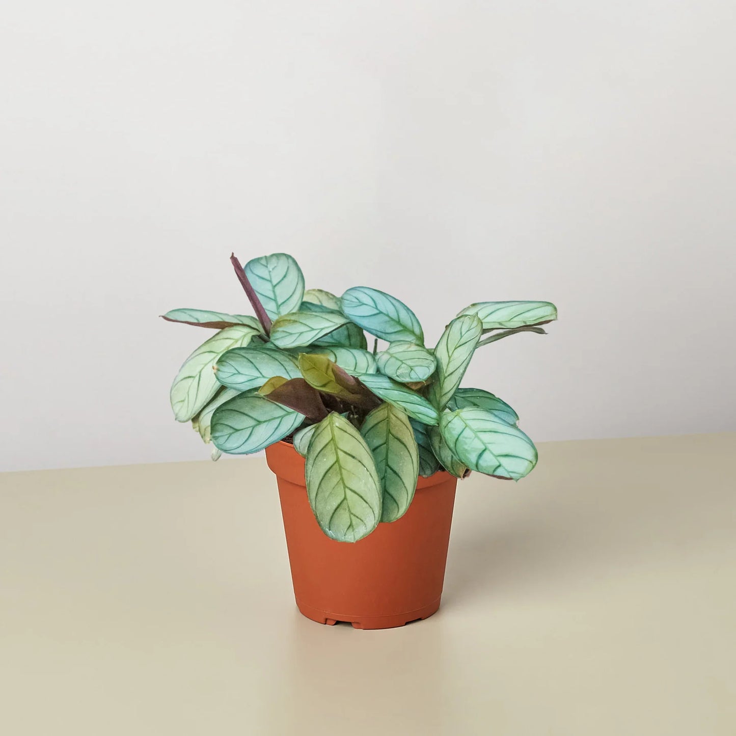 ctenanthe burle marxii amagris