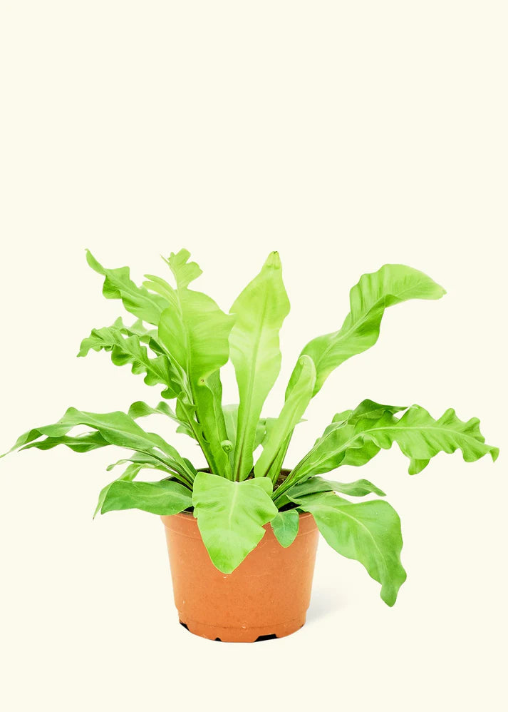 birds nest fern medium
