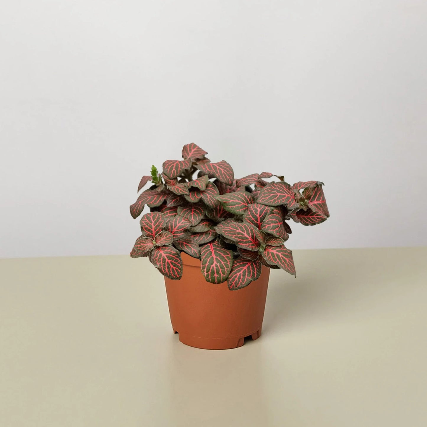 Fittonia 'Red', Small