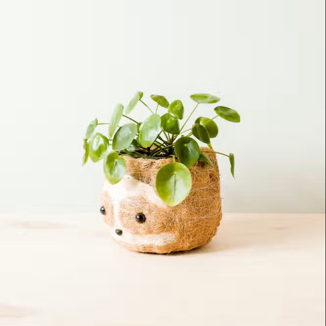 Large Sloth Planter for Small Plant
