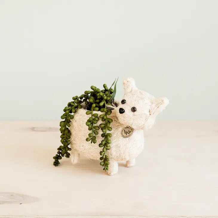 cat planter