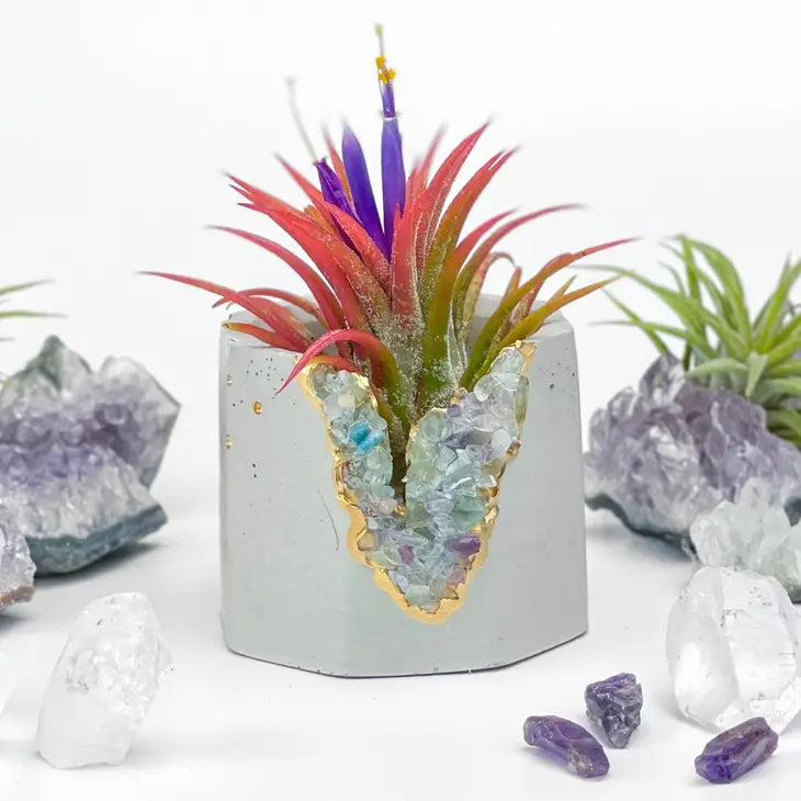 fluorite geode planter air plant holder succulent pot