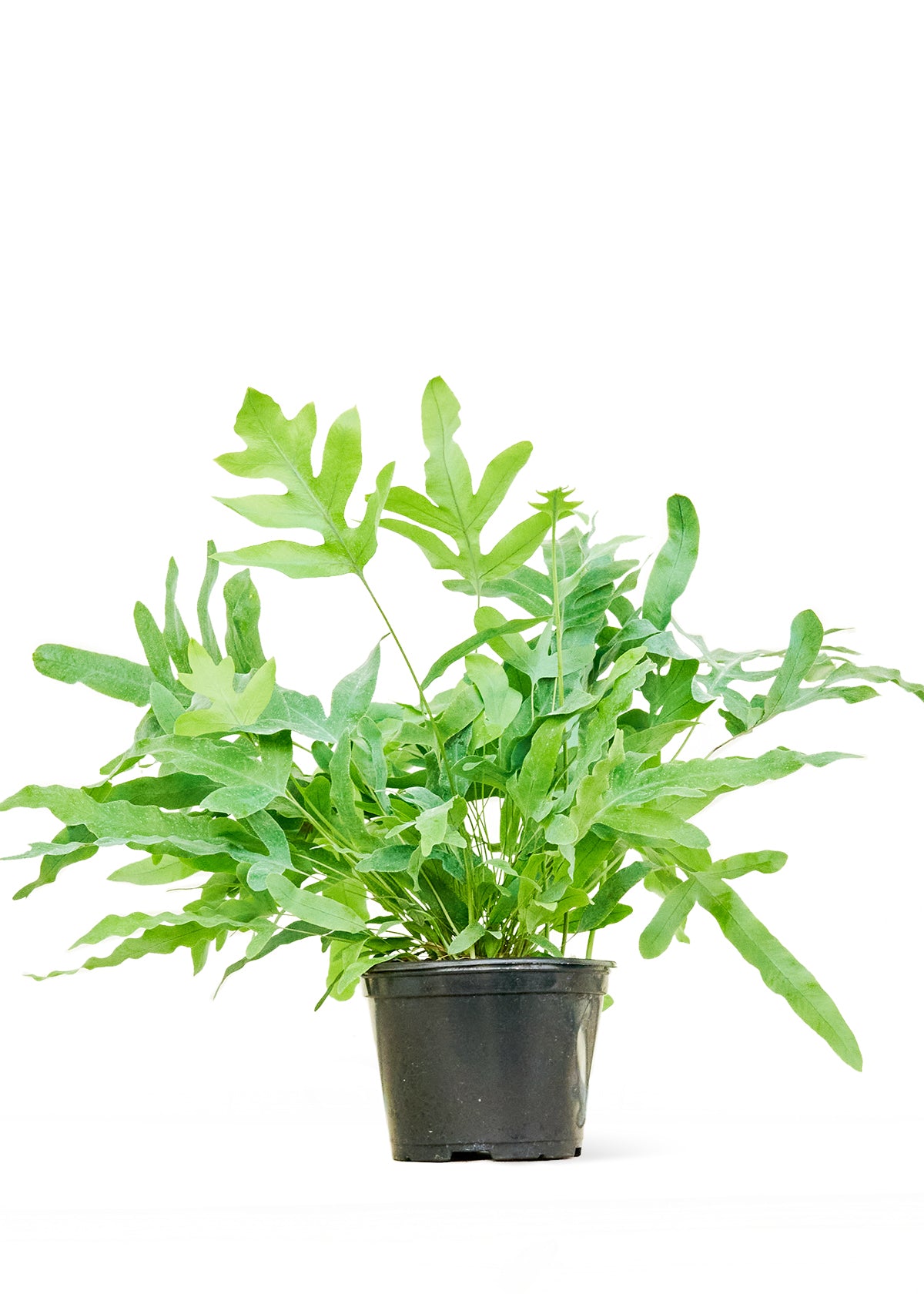 blue star fern medium