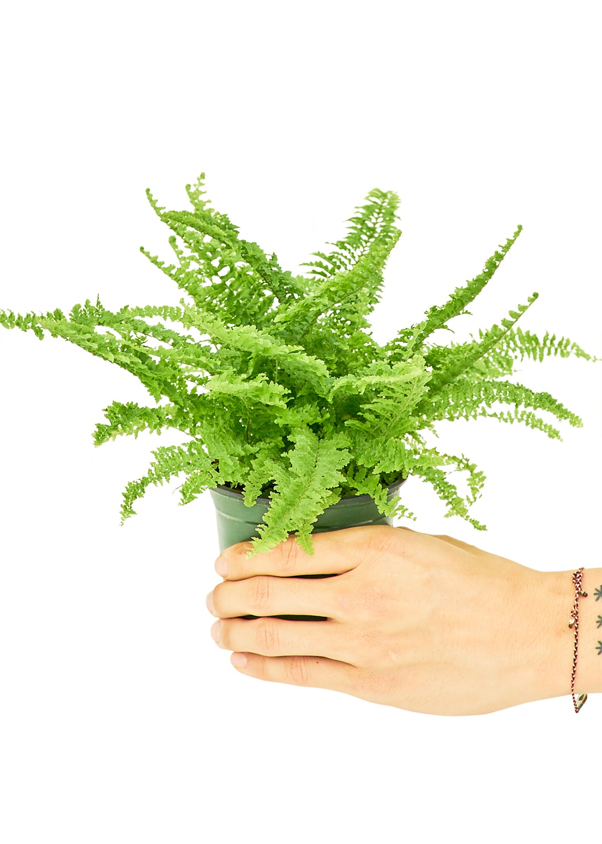 boston fern small