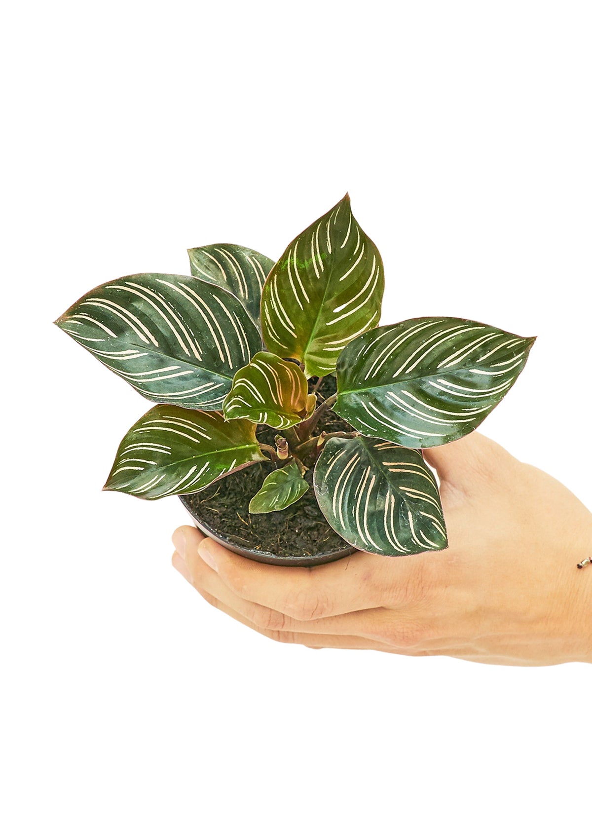 calathea pinstripe small