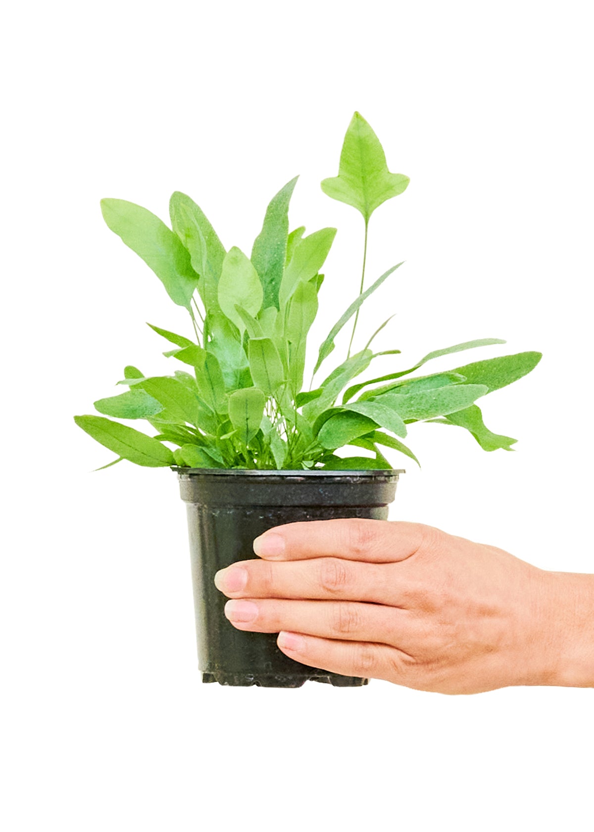 blue star fern small