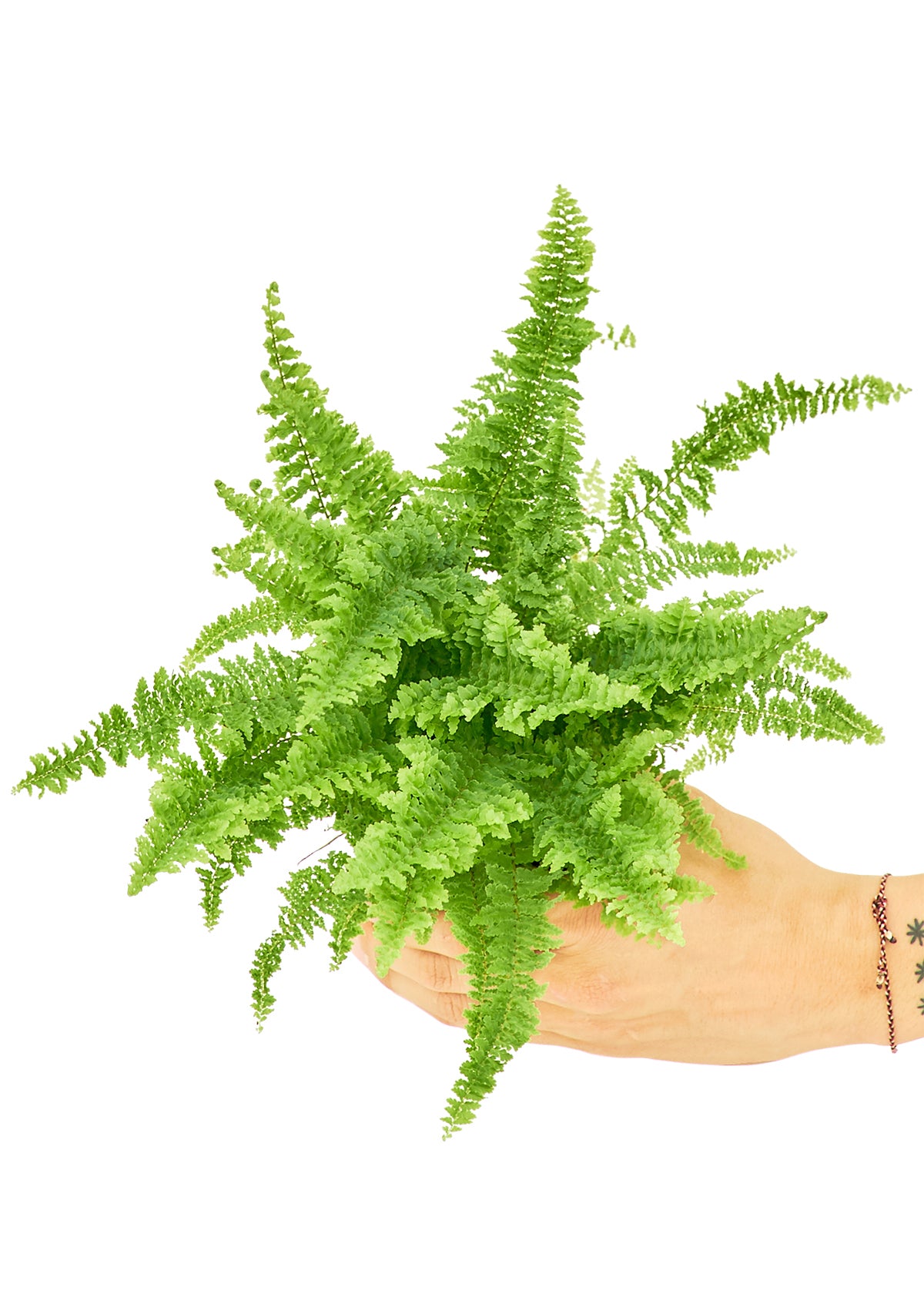 boston fern small