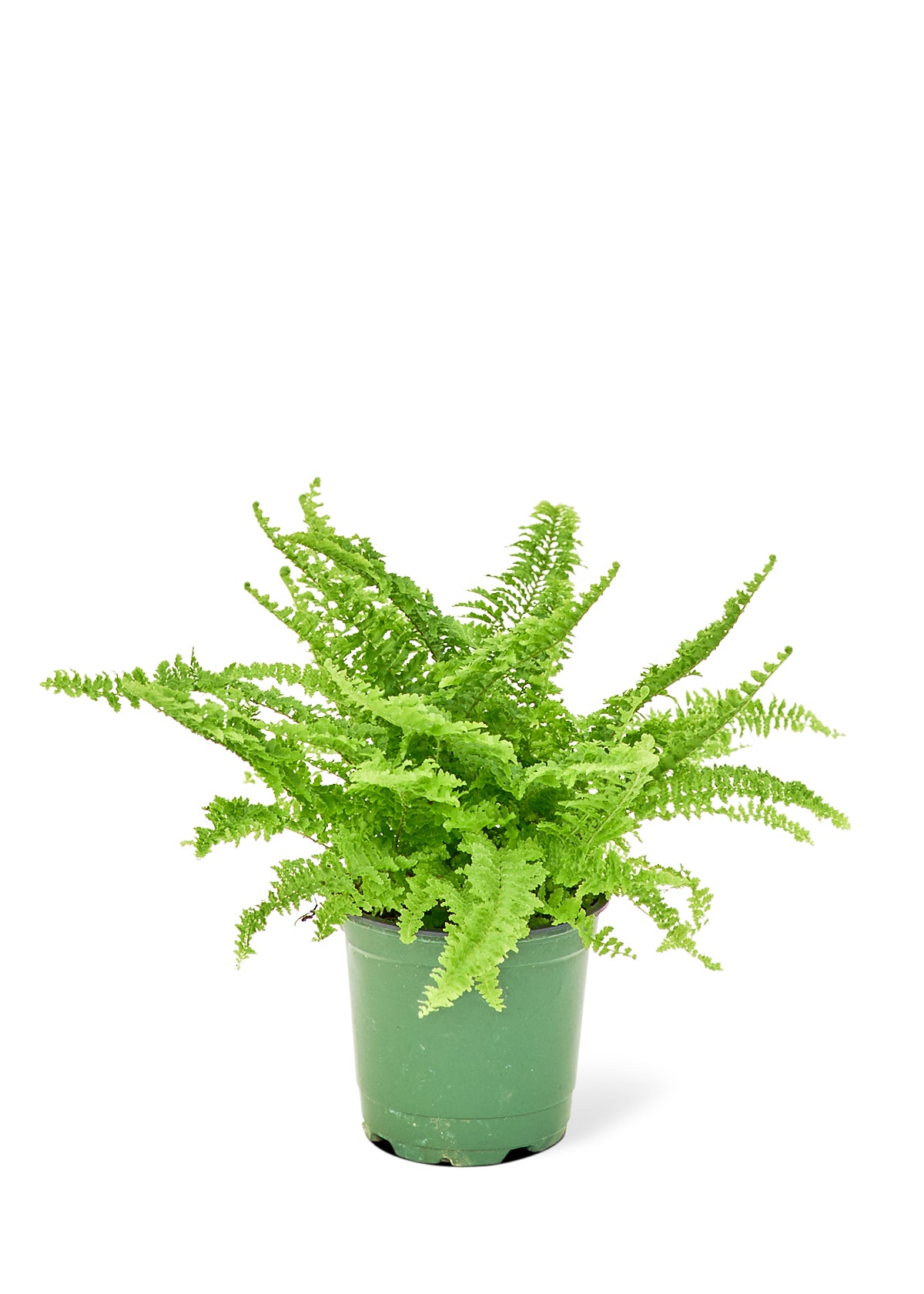 boston fern small