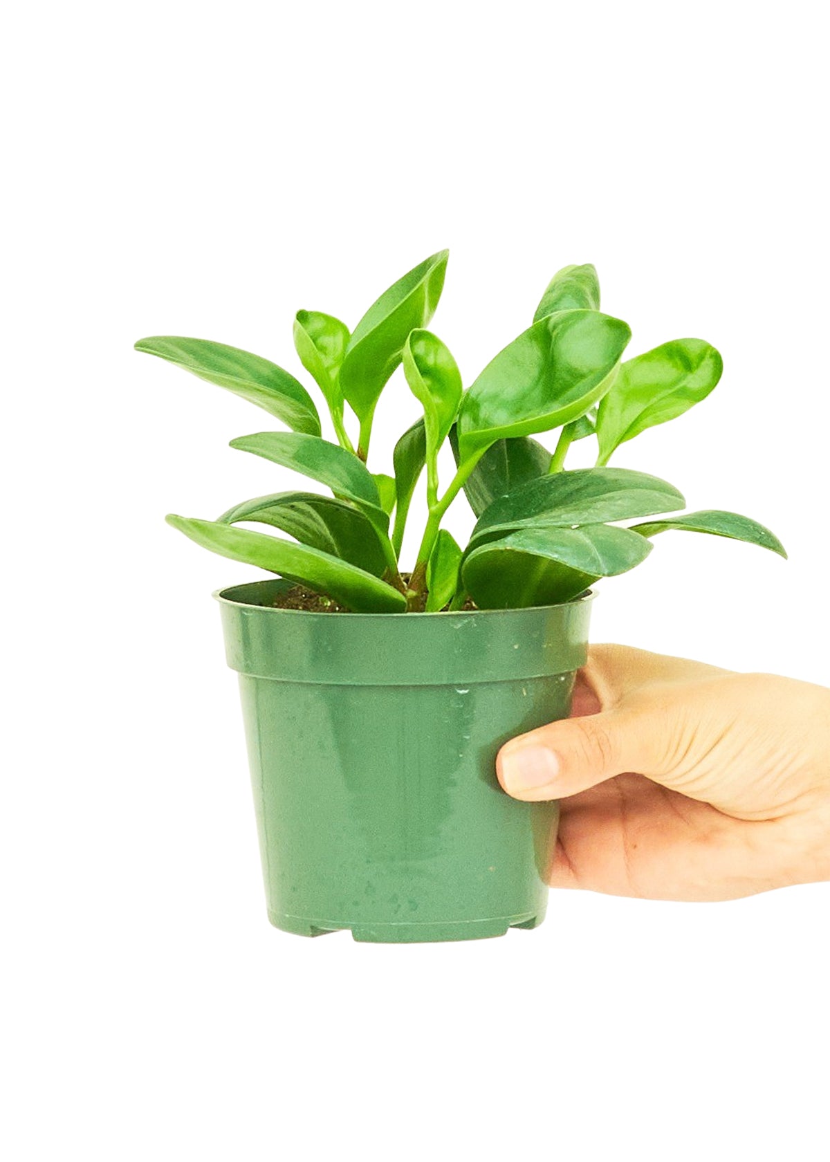 baby rubber plant small