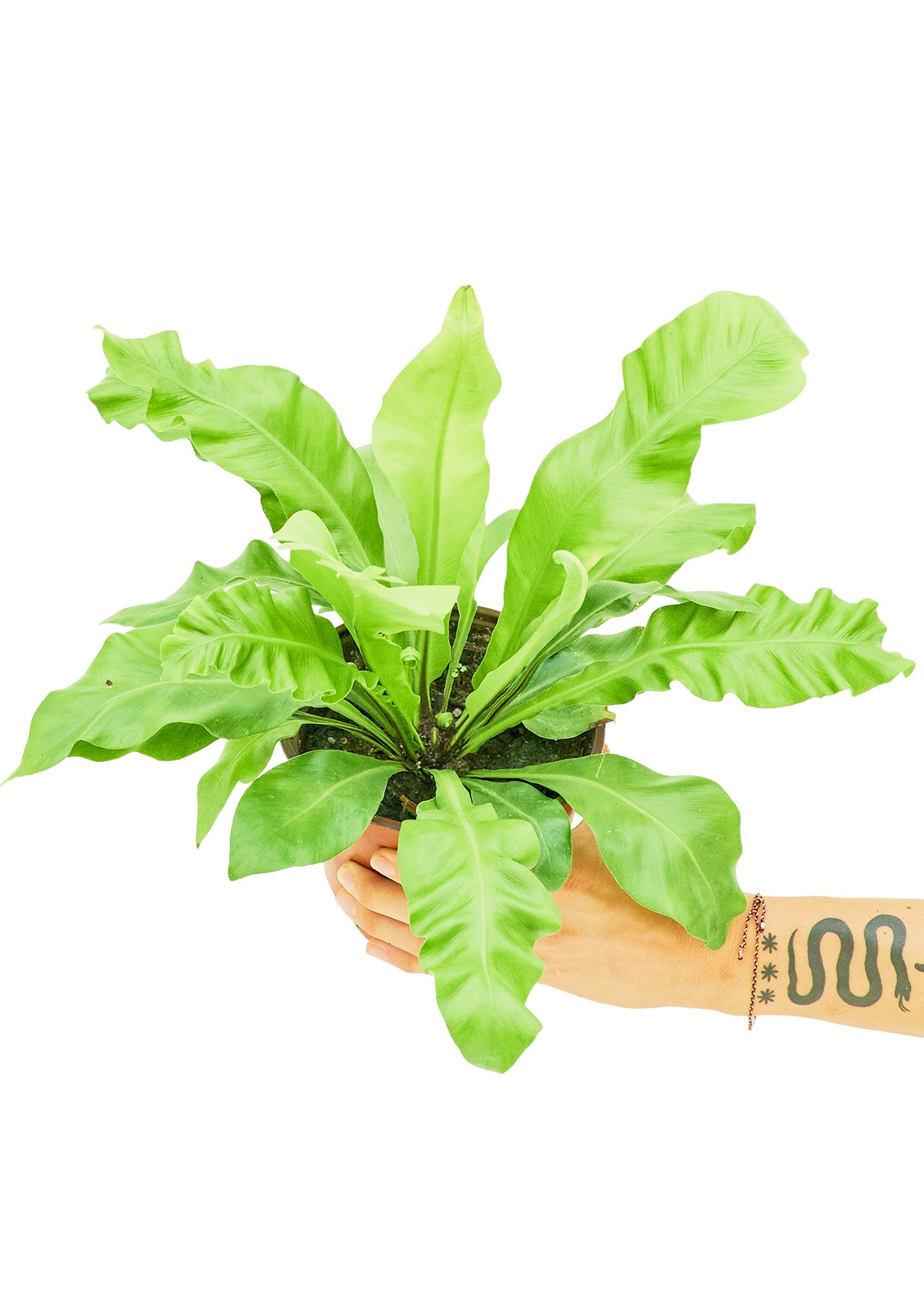 birds nest fern medium