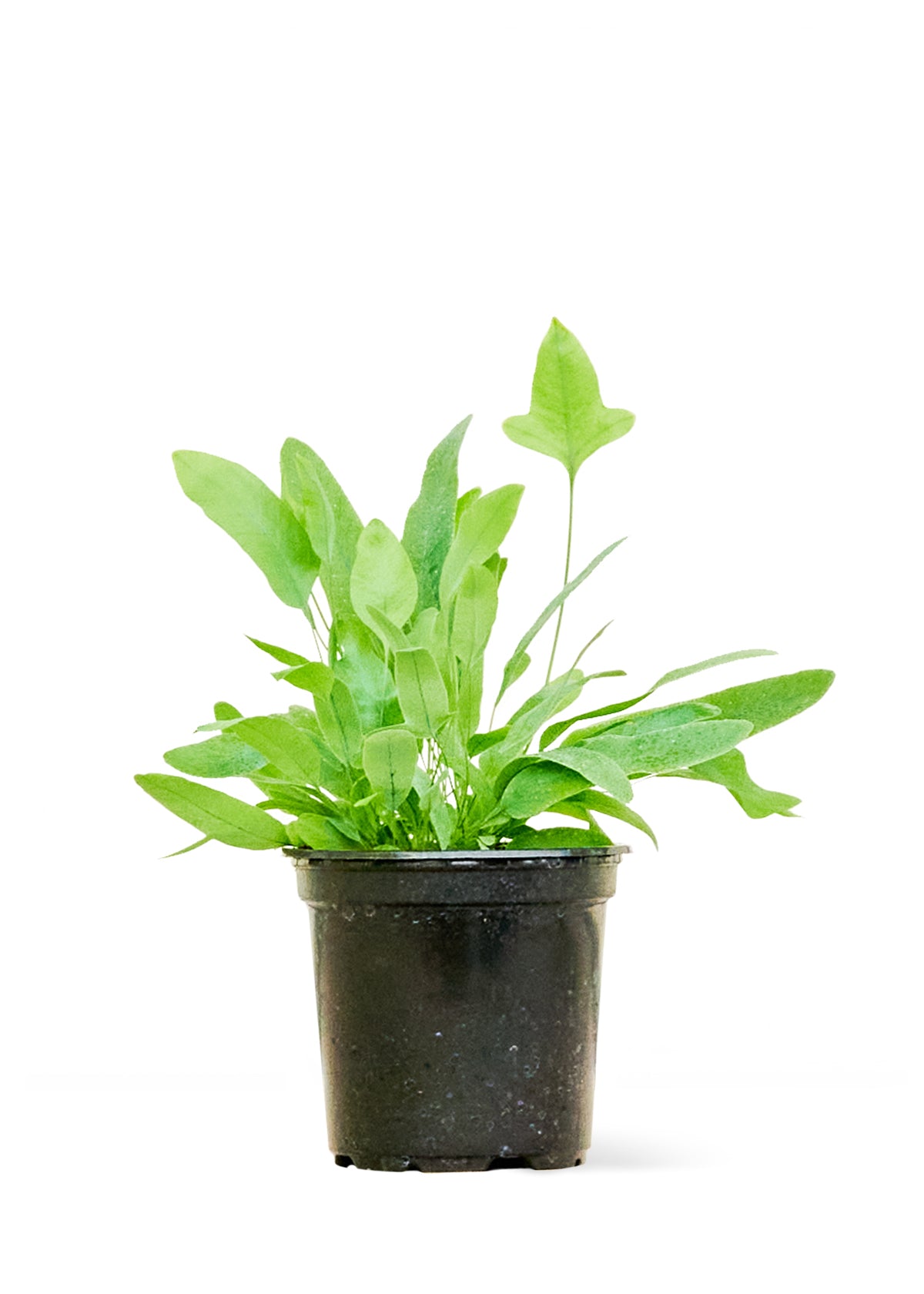 blue star fern small