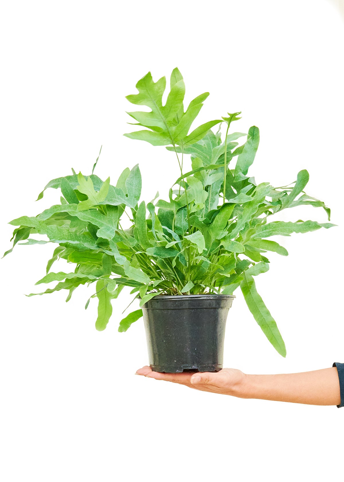 blue star fern medium