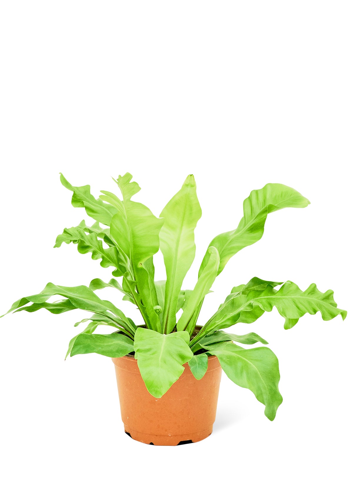 birds nest fern medium