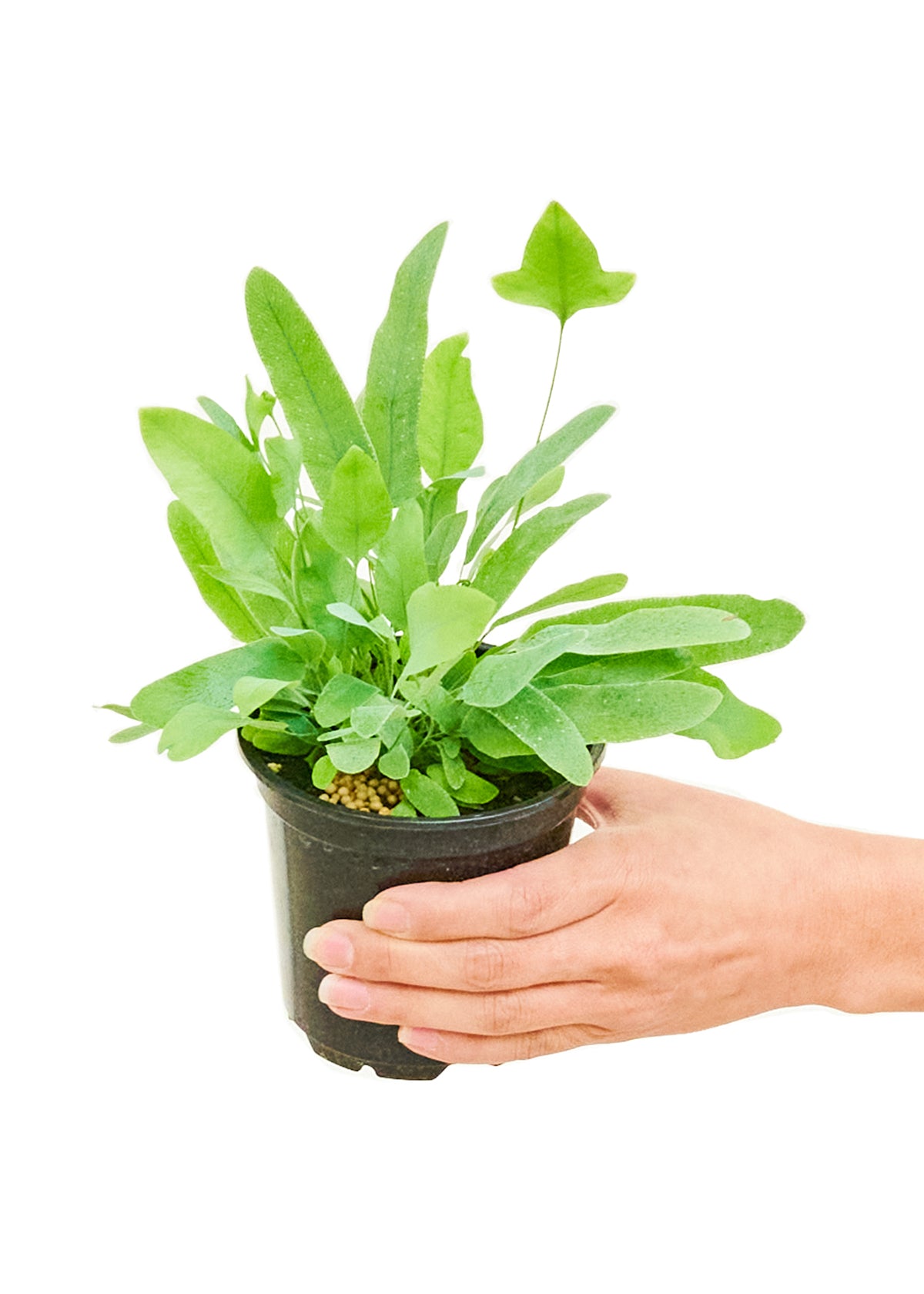 blue star fern small