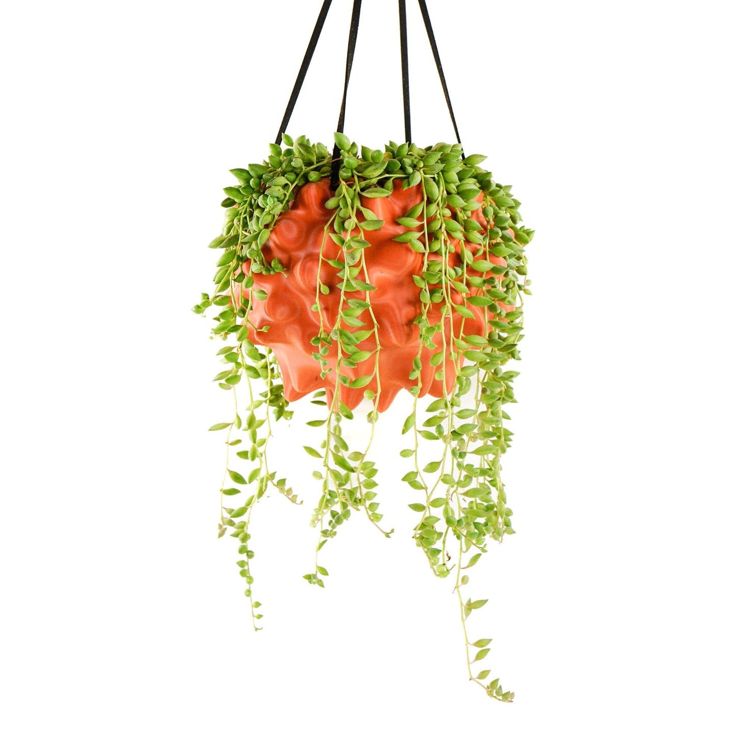Exotic Orb Hanging Planter