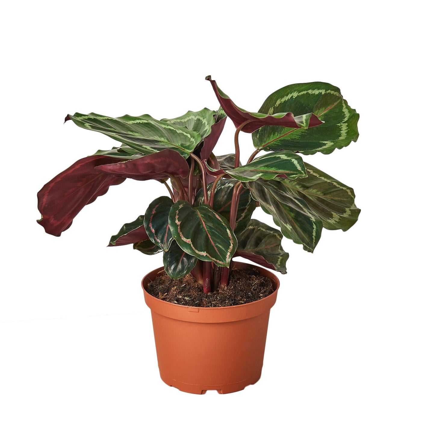 Calathea Roseopicta 'Medallion', Small or Medium
