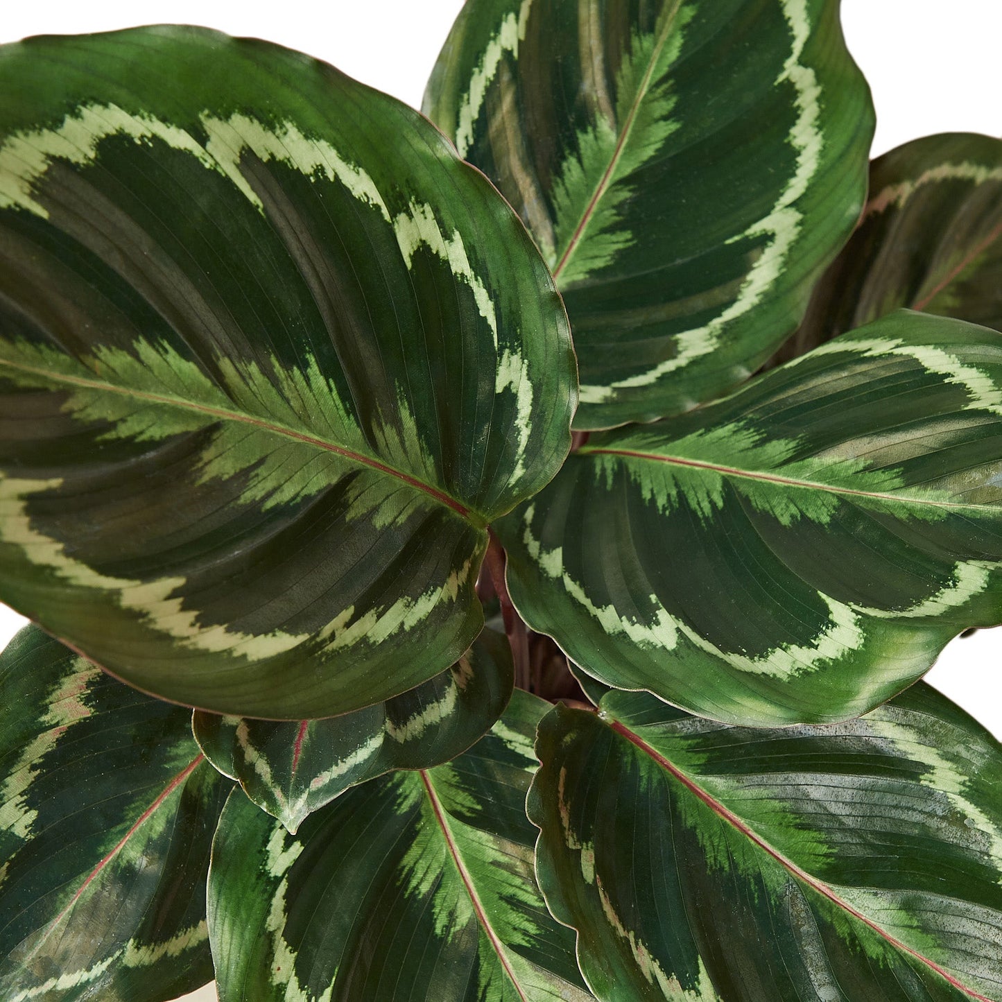 Calathea Roseopicta 'Medallion', Small or Medium