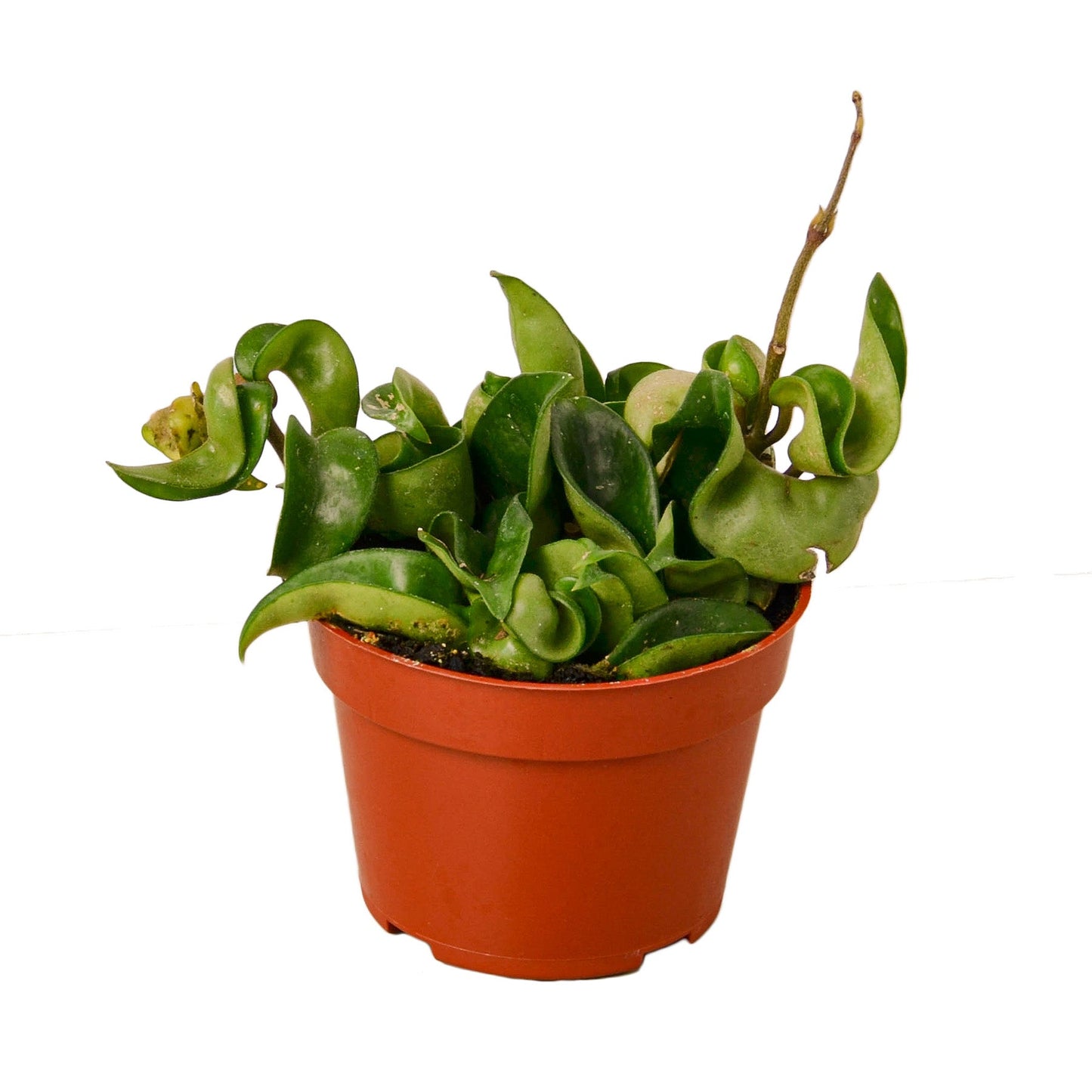 hoya rope plant