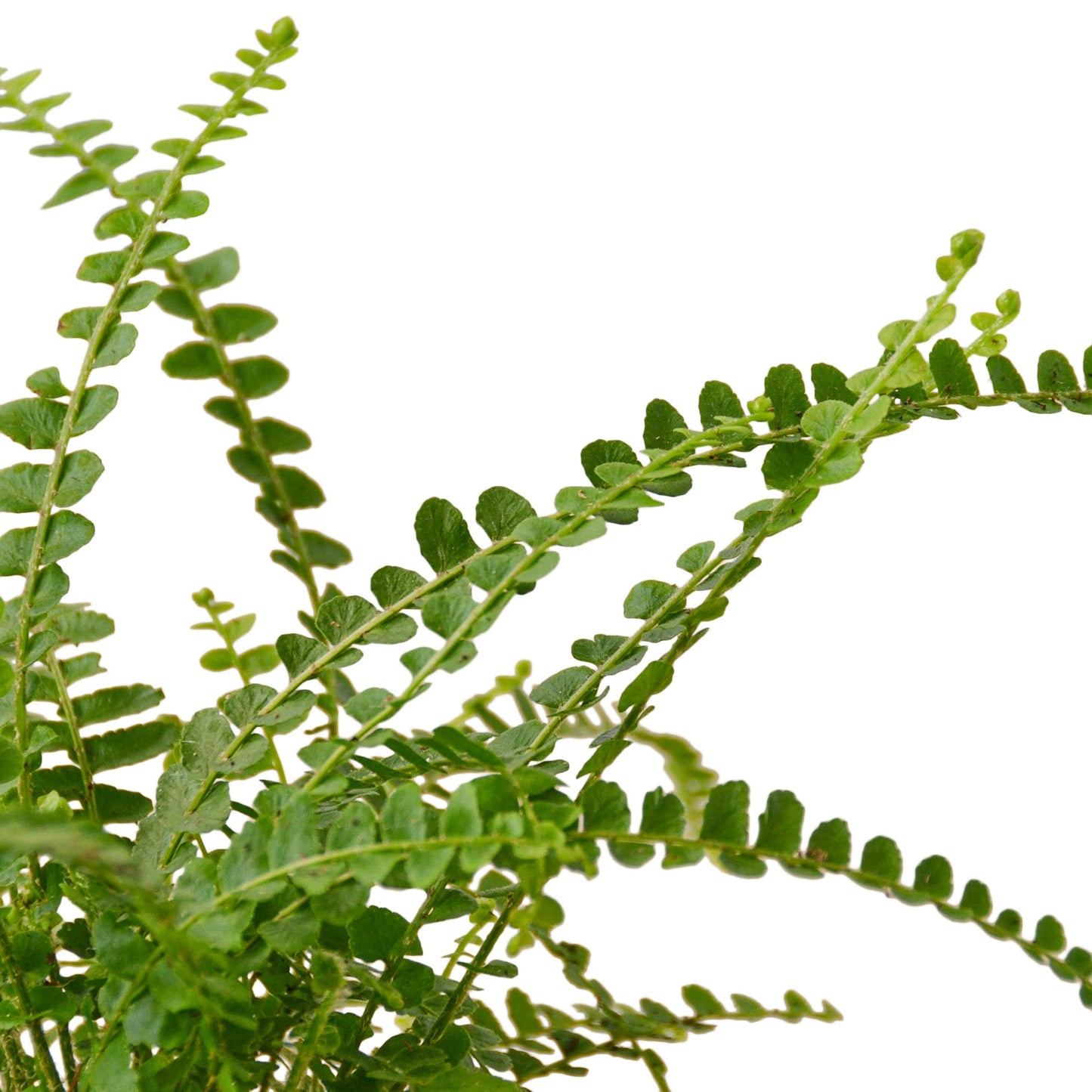 fern lemon button