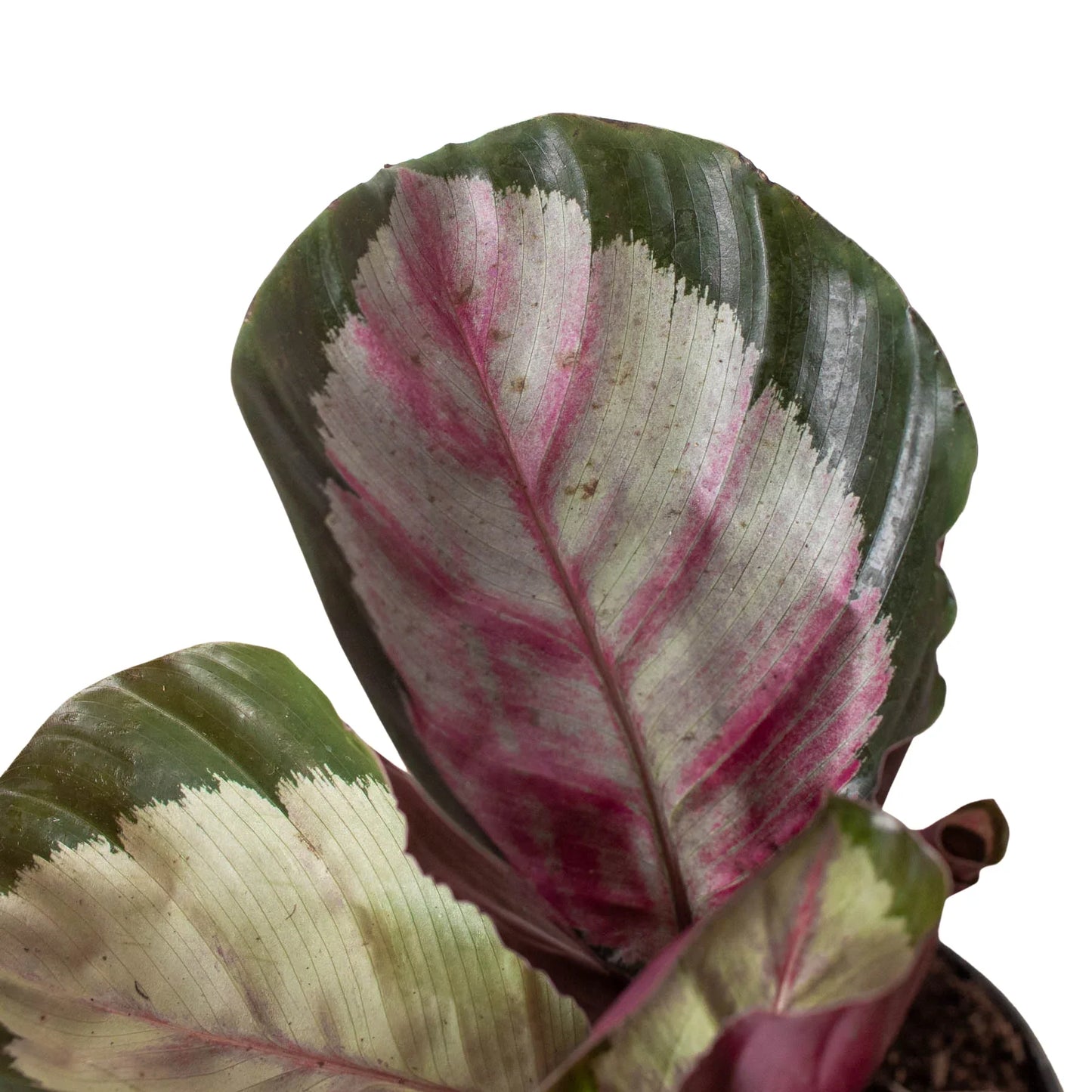 Calathea Roseopicta 'Silvia,' Small