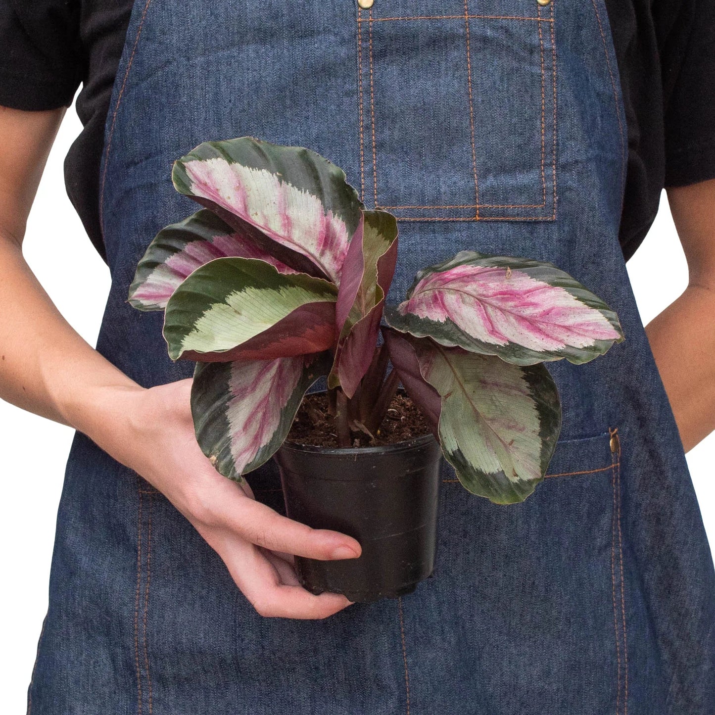 Calathea Roseopicta 'Silvia,' Small