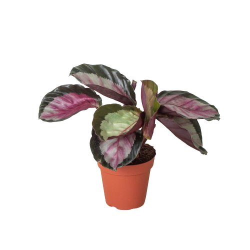 Calathea Roseopicta 'Silvia,' Small