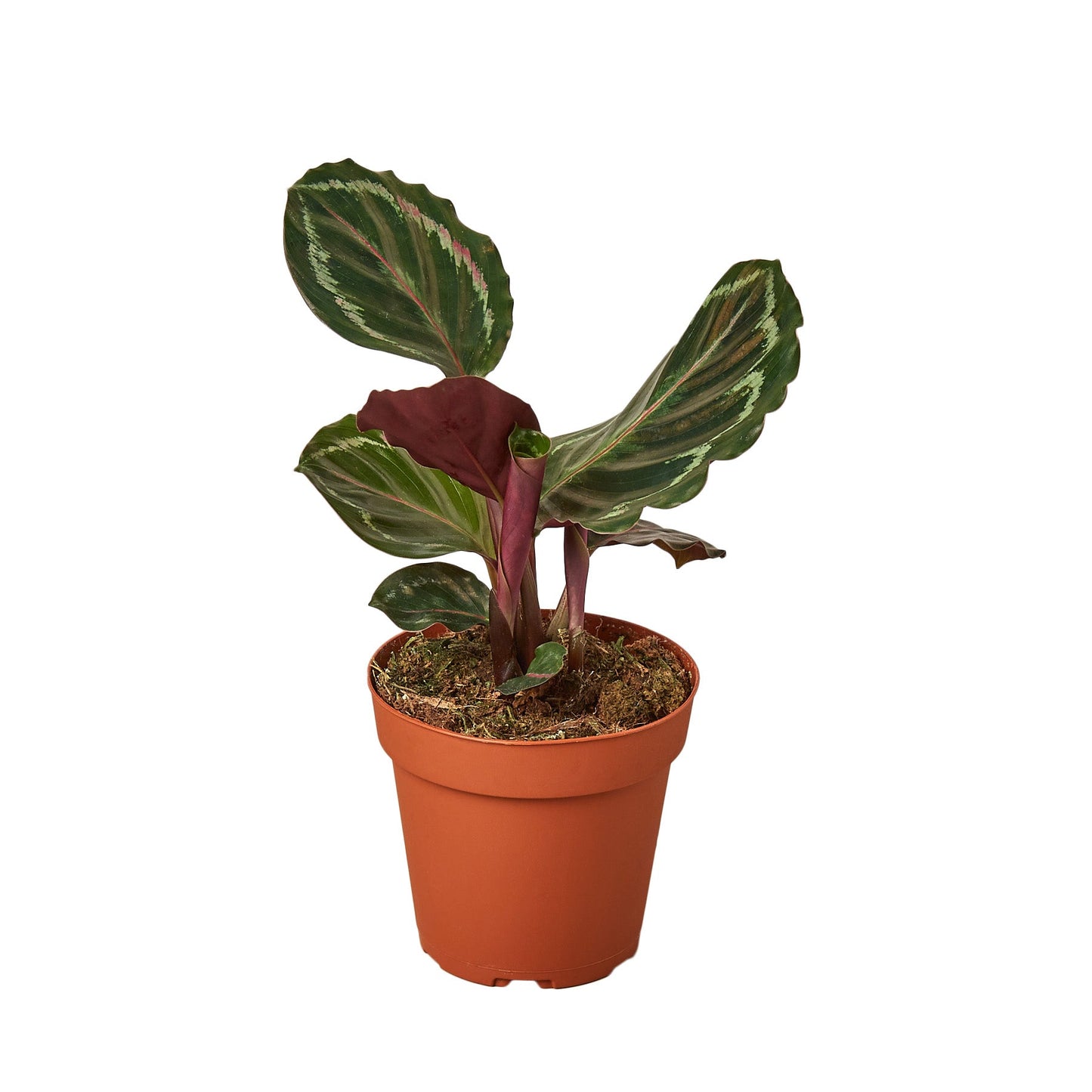 Calathea Roseopicta 'Medallion', Small or Medium
