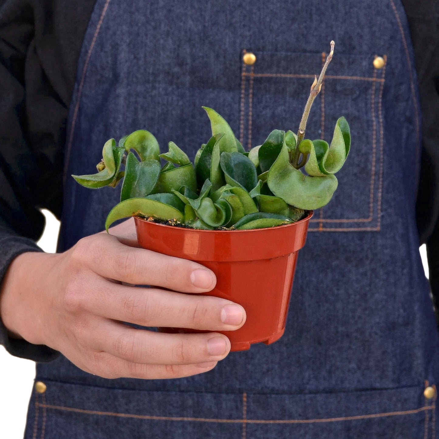 hoya rope plant