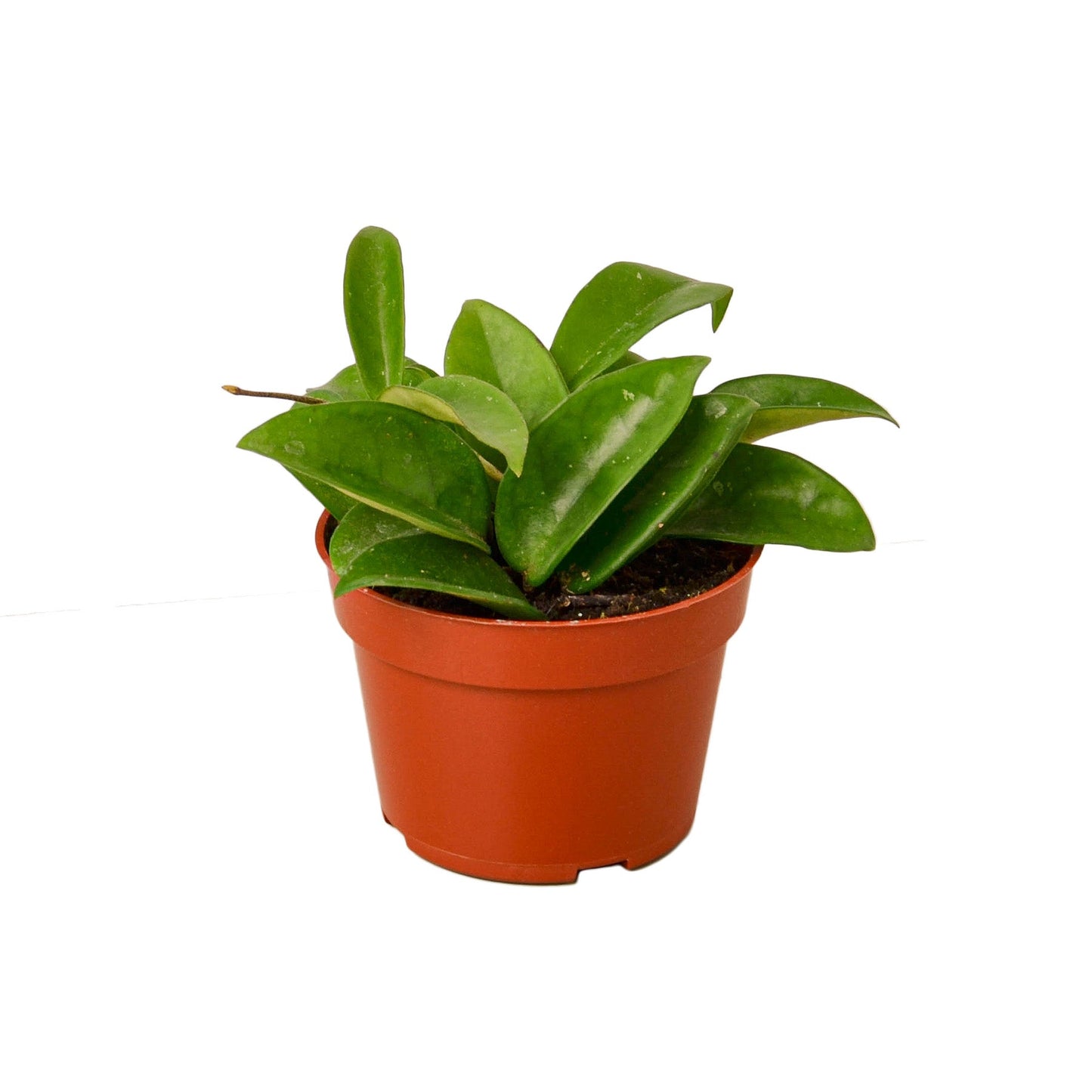 Hoya Carnosa, Small or Medium