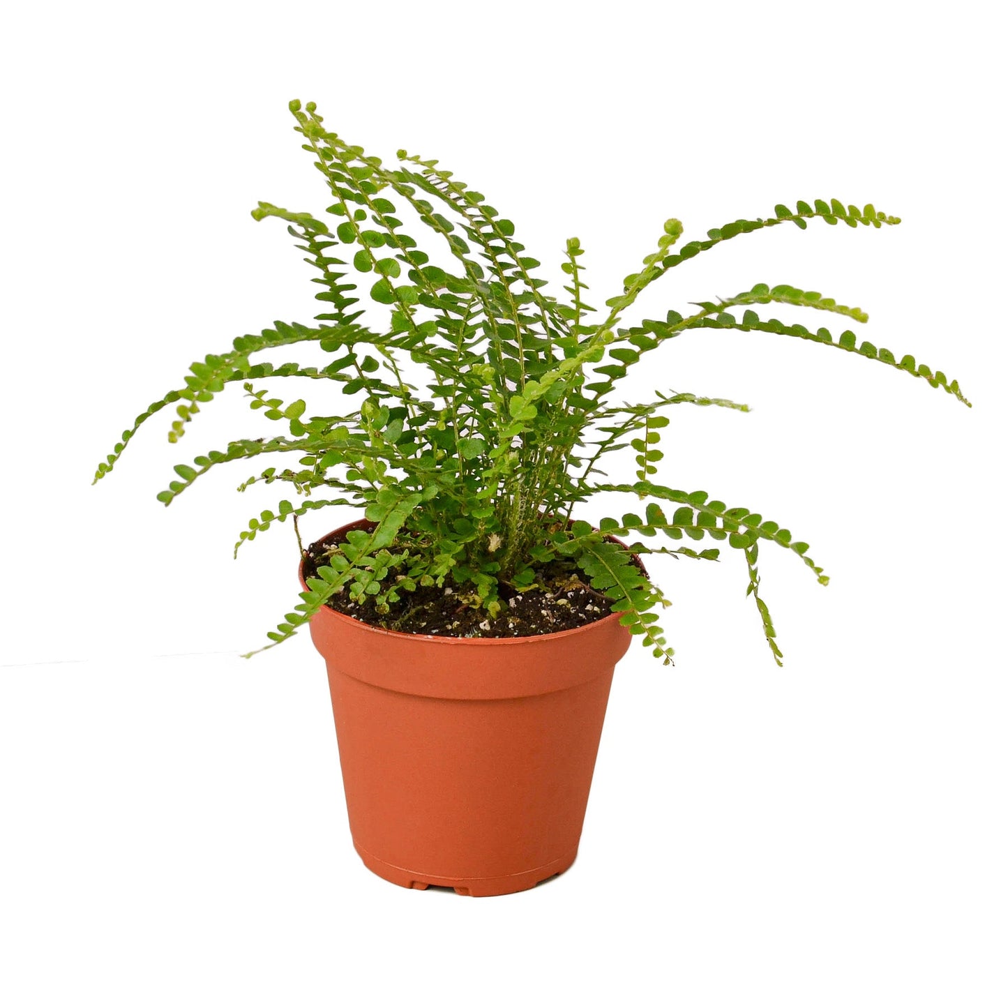 fern lemon button