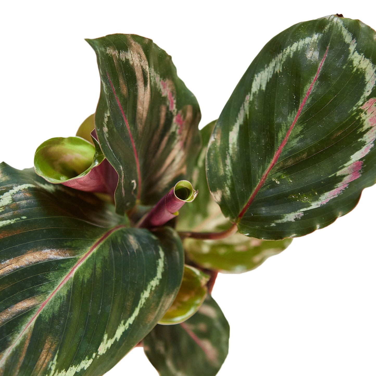 Calathea Roseopicta 'Medallion', Small or Medium
