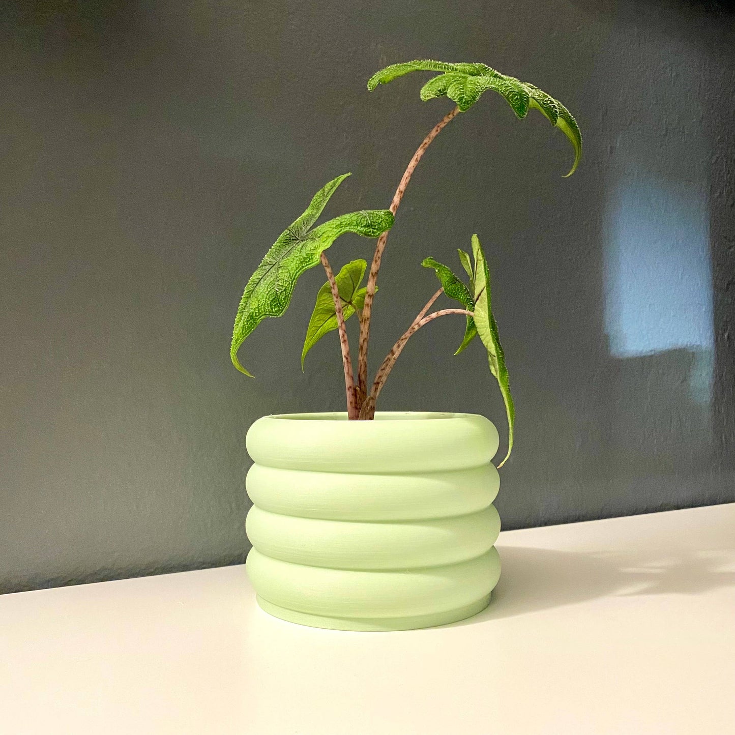 3d printed 3 bubble pot indoor planter plant accessories