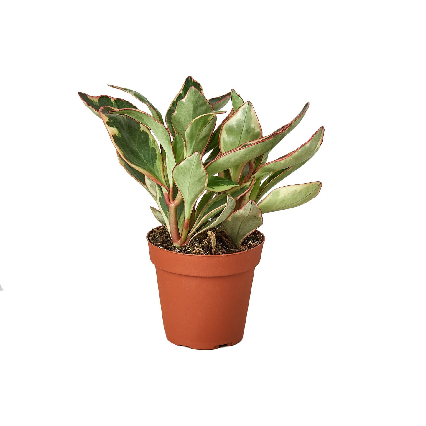 Peperomia 'Ginny', XS, Small, or Medium