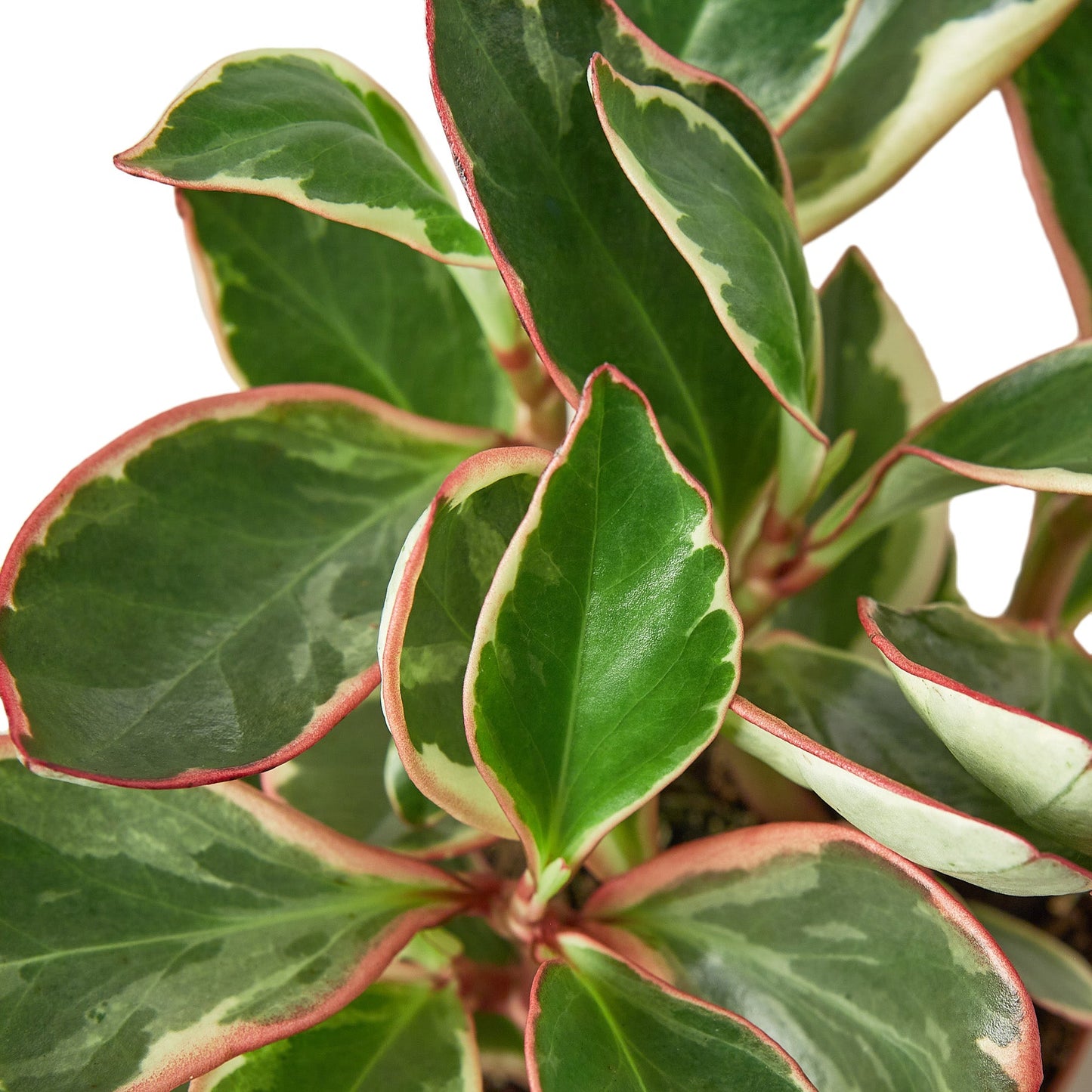 Peperomia 'Ginny', XS, Small, or Medium