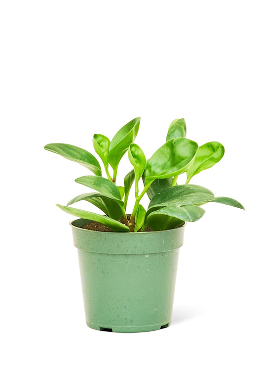 baby rubber plant small