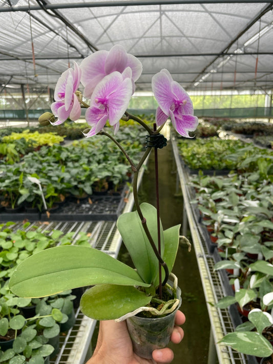 Orchid 'Light Pink Phalaenopsis,' XS or Medium