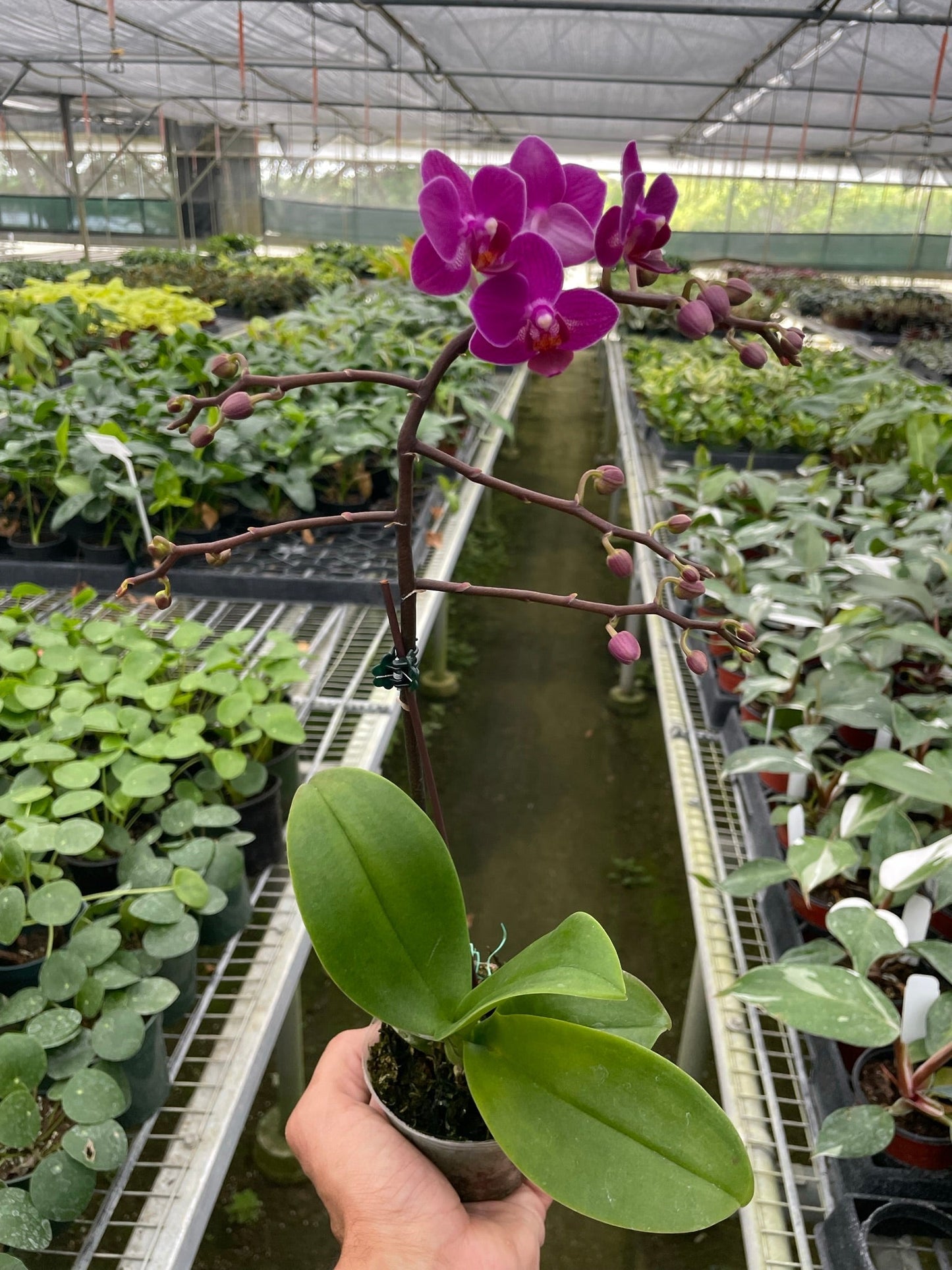 Orchid 'Purple Fucshia Phalaenopsis,' XS or Medium