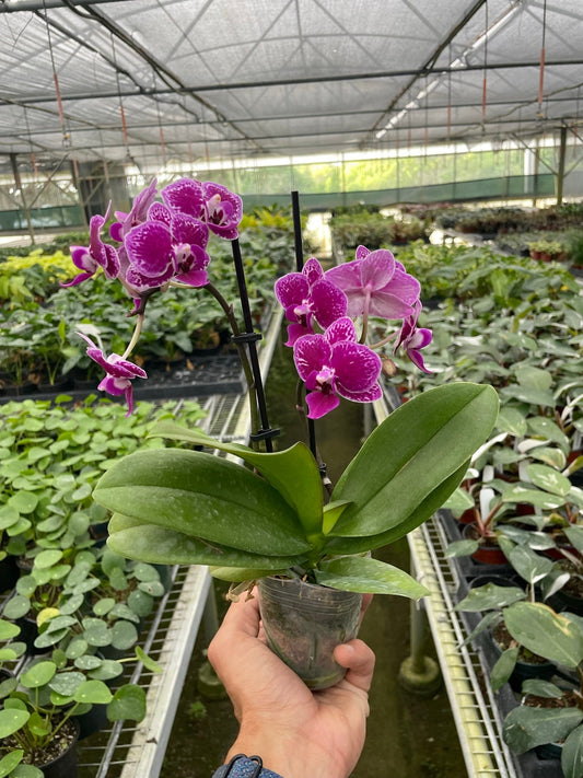 Orchid 'Purple Spotted Phalaenopsis,' XS or Medium