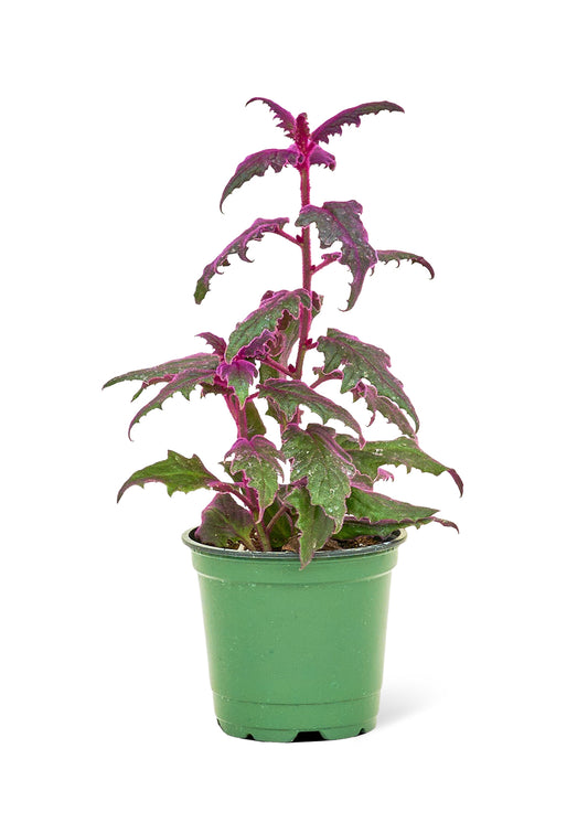 purple passion plant small