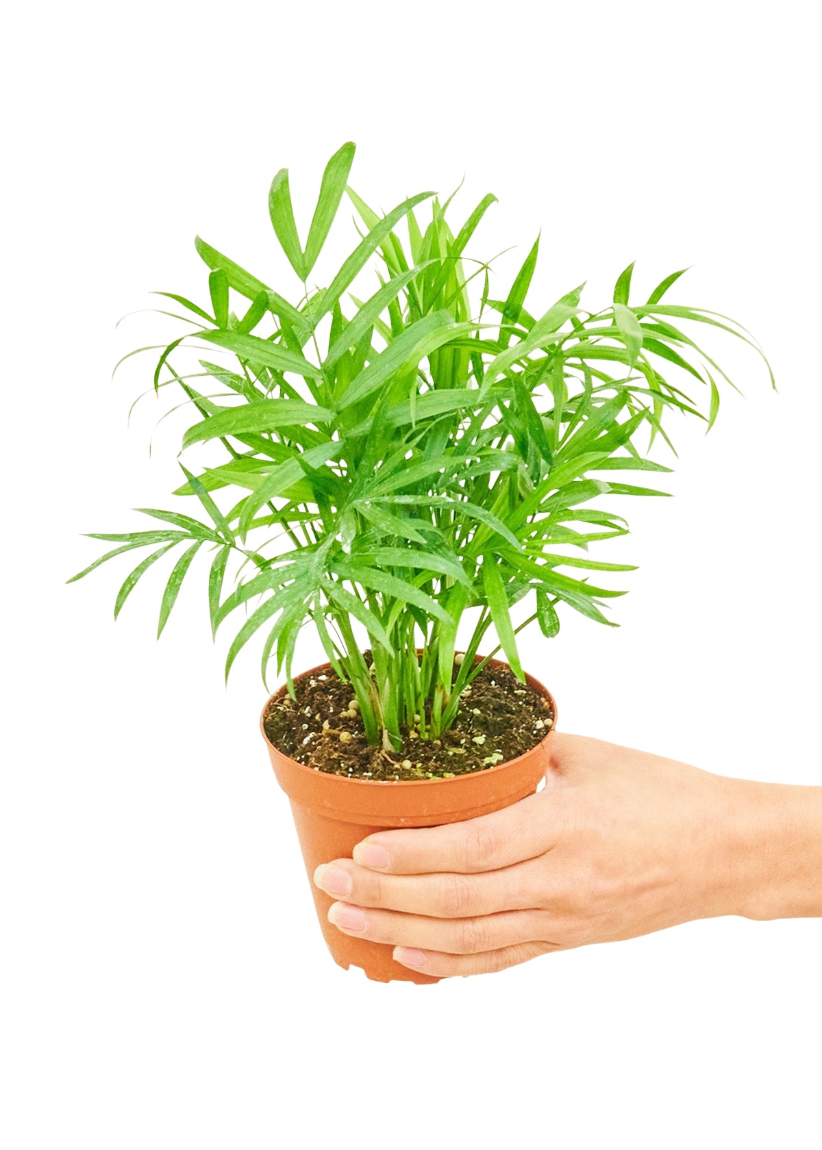 parlor palm small