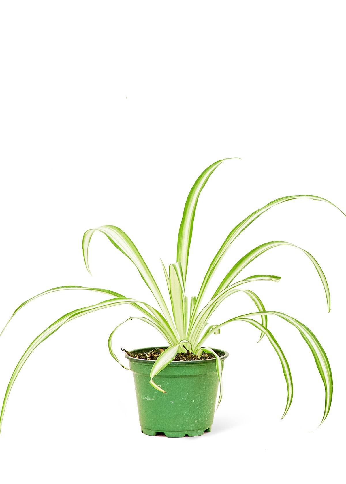 spider plant small