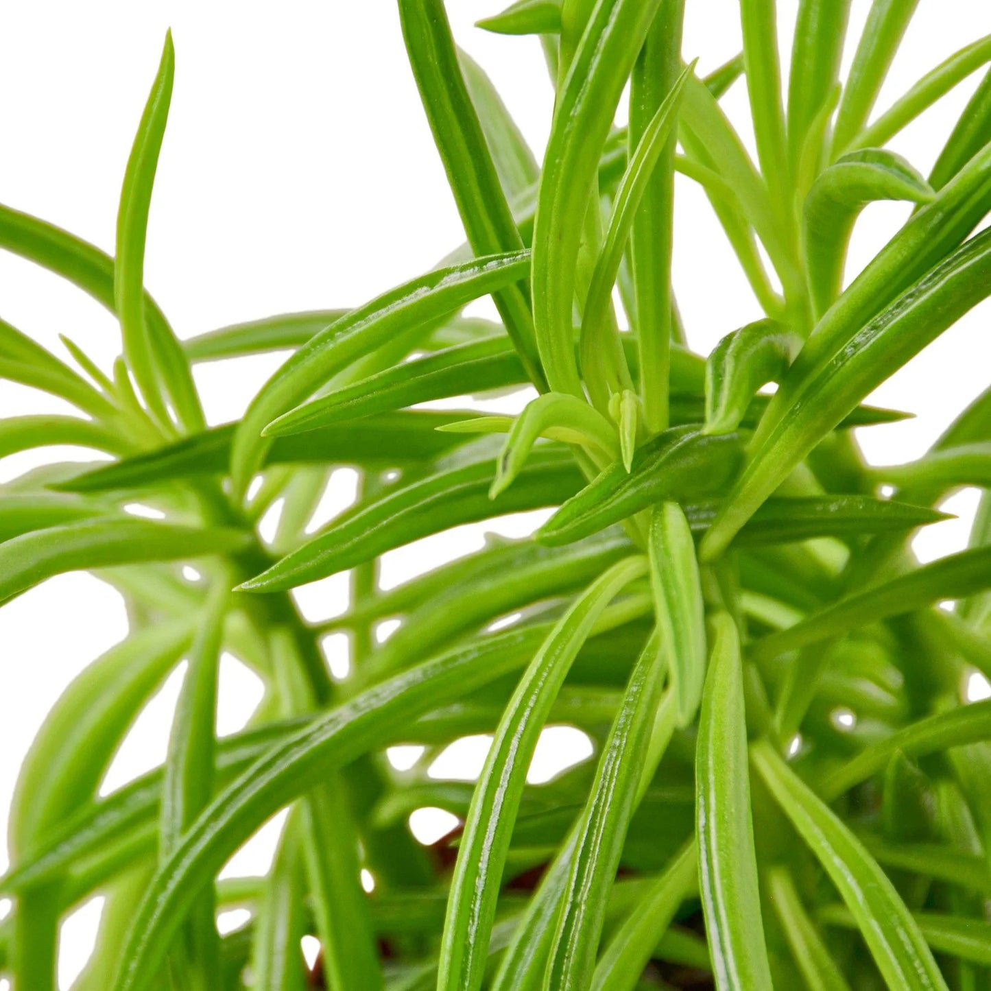 Peperomia 'Green Bean,' Small or Medium