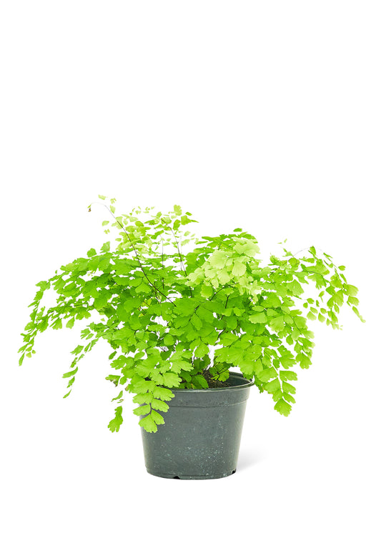 maidenhair fern medium