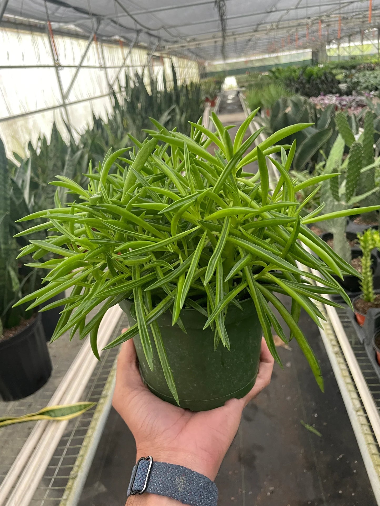 Peperomia 'Green Bean,' Small or Medium