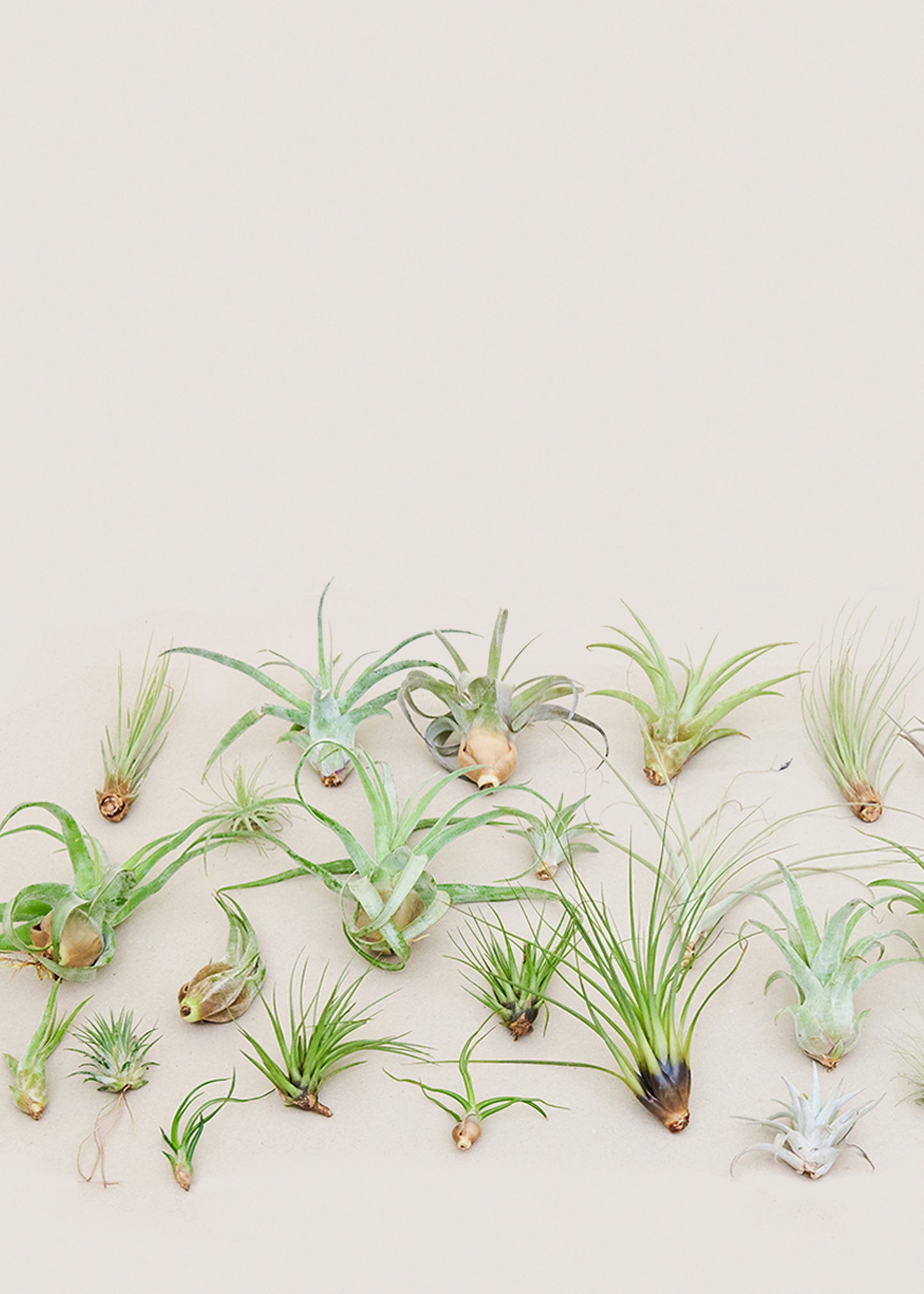 mystery air plant box 40 pack