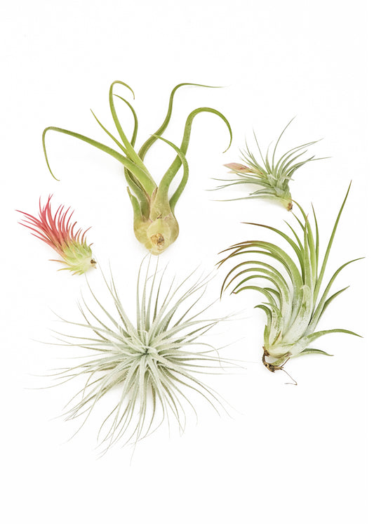 mystery air plant box 5 pack