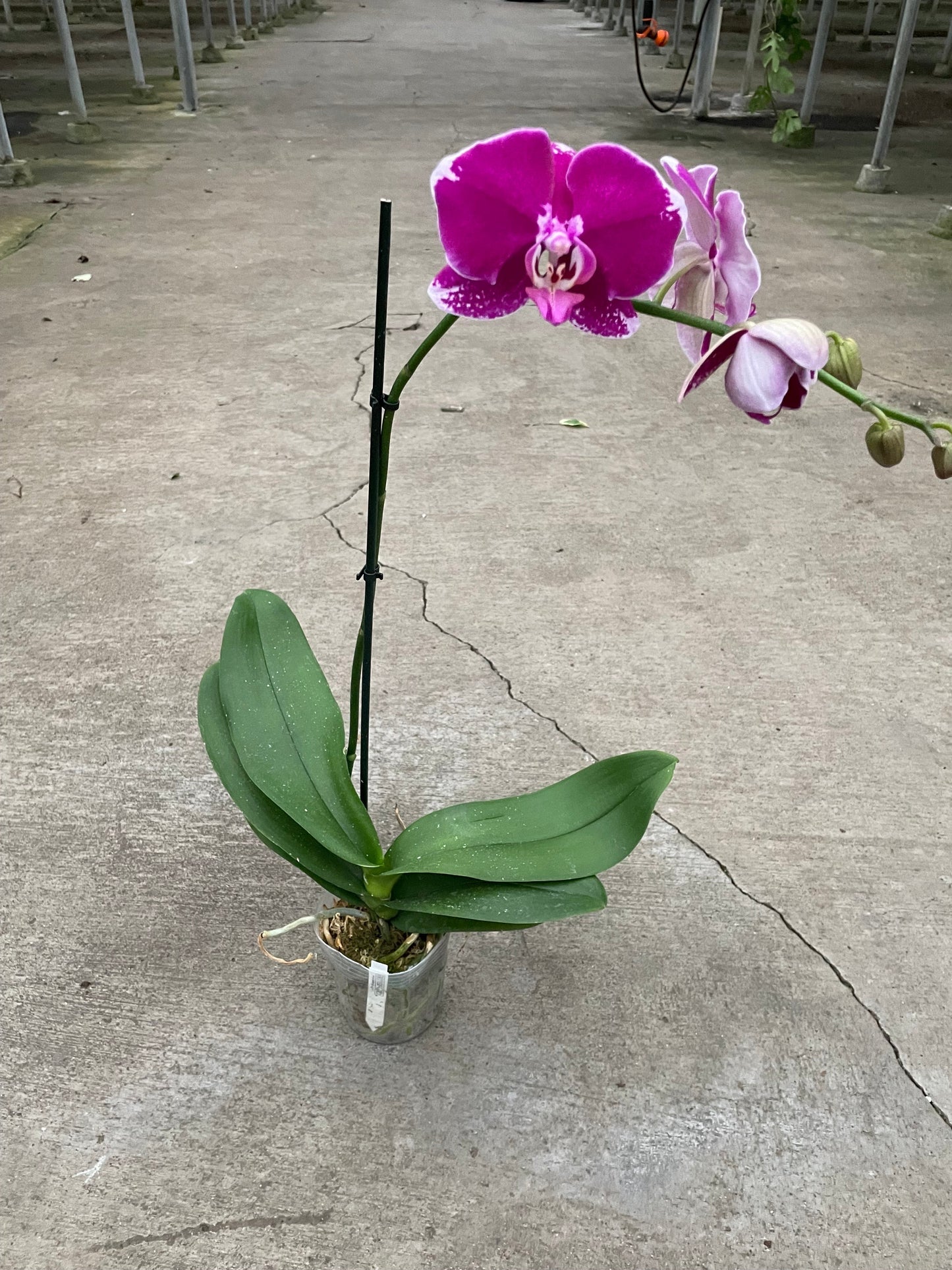 Orchid 'Purple Spotted Phalaenopsis,' XS or Medium